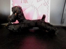 black steiff poodle view
